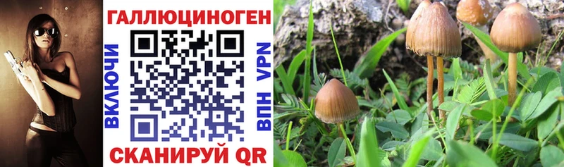OMG ССЫЛКА  Сясьстрой  Галлюциногенные грибы мицелий 